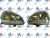 Фары PROSPORT RS-09937 С ДХО, черный корпус для Лада Приора Фары PROSPORT RS-09937 С ДХО, черный корпус для Лада Приора